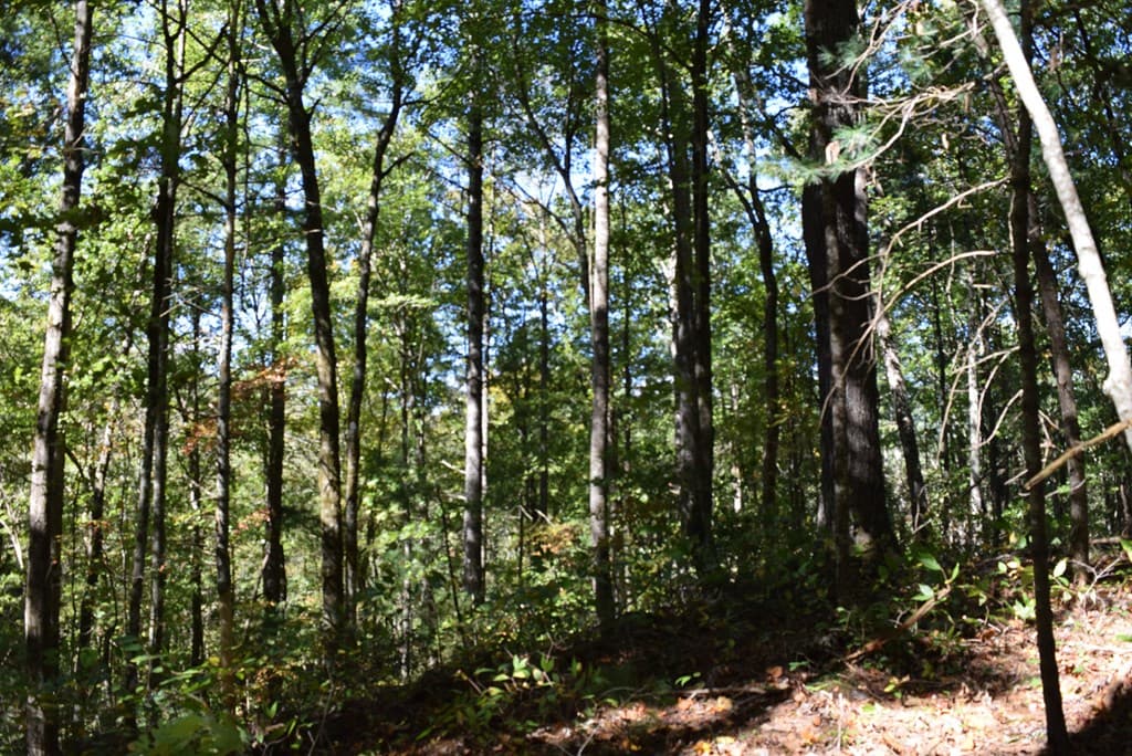 32.98 Ac Zion Hill Road, Ellijay GA 30540 - Photo