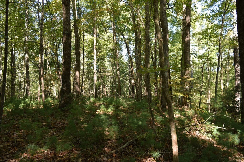 32.98 Ac Zion Hill Road, Ellijay GA 30540 - Photo