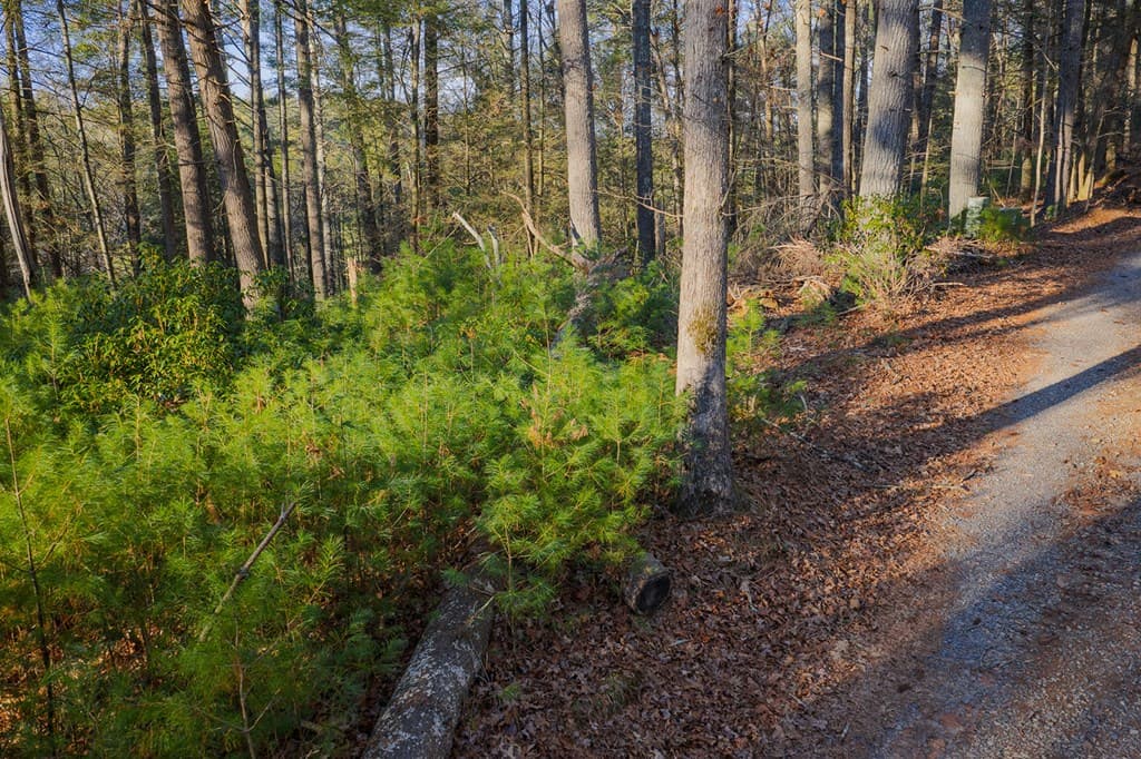 Lot 56 Riverbend Trail, Ellijay GA 30540 - Photo