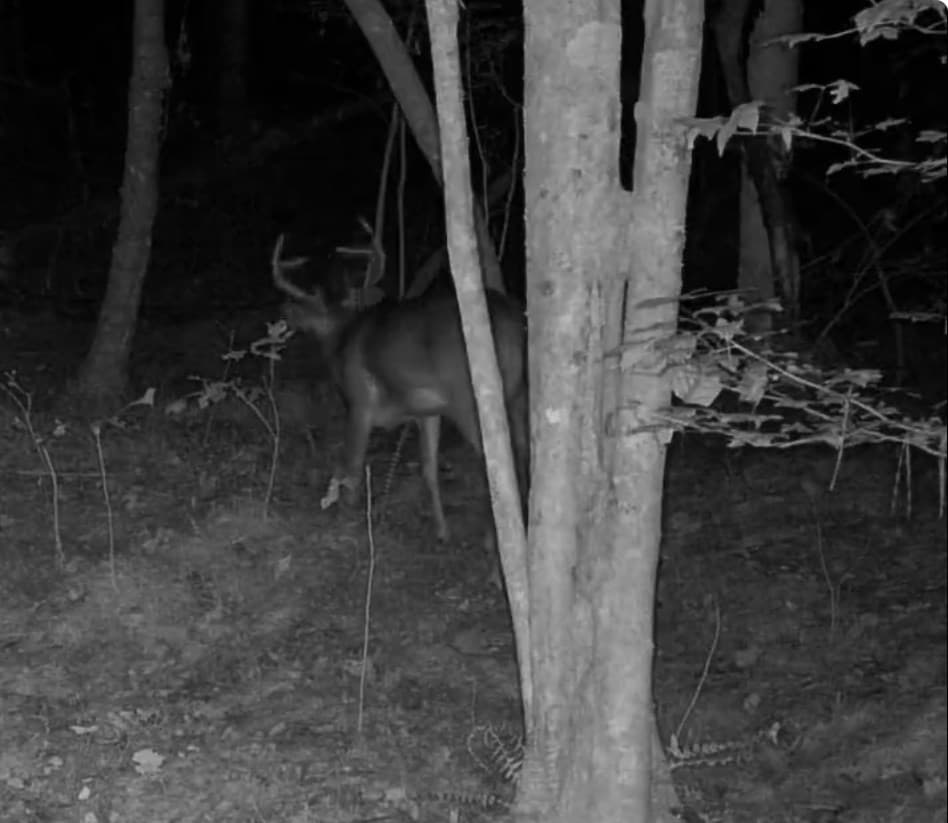 36.8 AC Pleasant Oak Trail, Ellijay GA 30540 - Photo