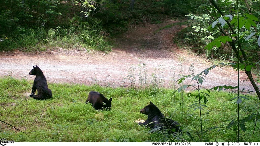36.8 AC Pleasant Oak Trail, Ellijay GA 30540 - Photo