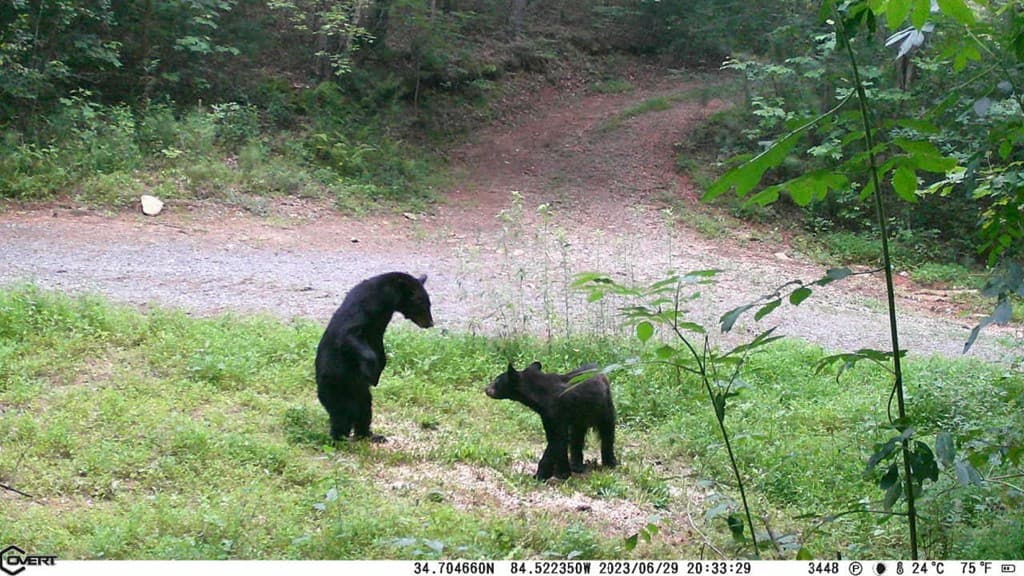 36.8 AC Pleasant Oak Trail, Ellijay GA 30540 - Photo
