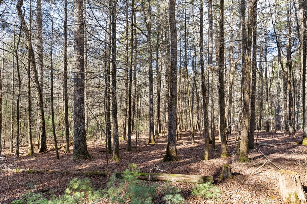 104 Big Tree Road, Suches GA 30572 - Photo