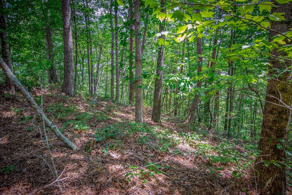 4.7AC Mountain Creek Hollow Drive, Talking Rock GA 30175 - Photo
