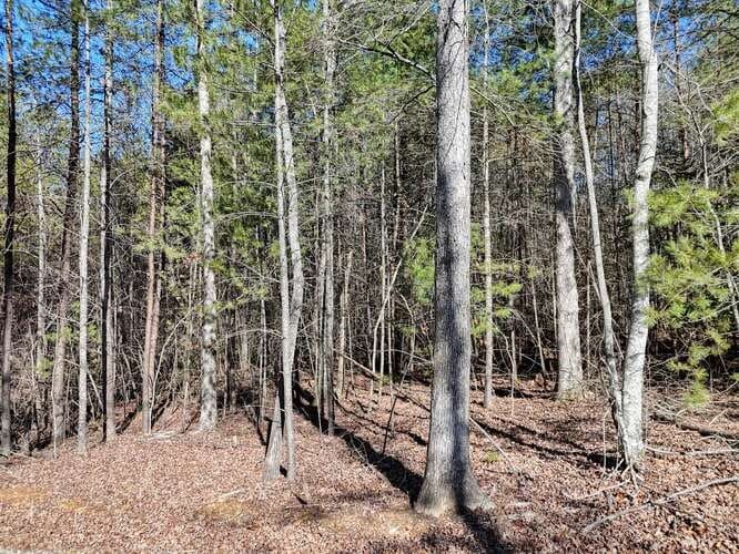 Tract 3 Mauney Circle, Blairsville GA 30512 - Photo