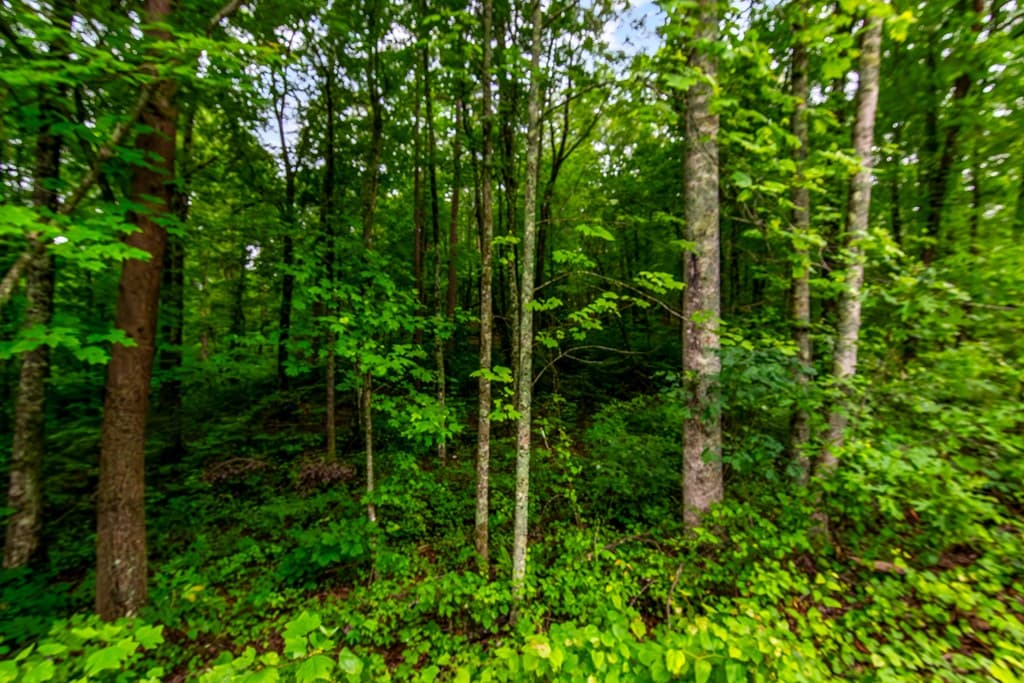 Lot 44 Harris Creek Drive, Ellijay GA 30540 - Photo