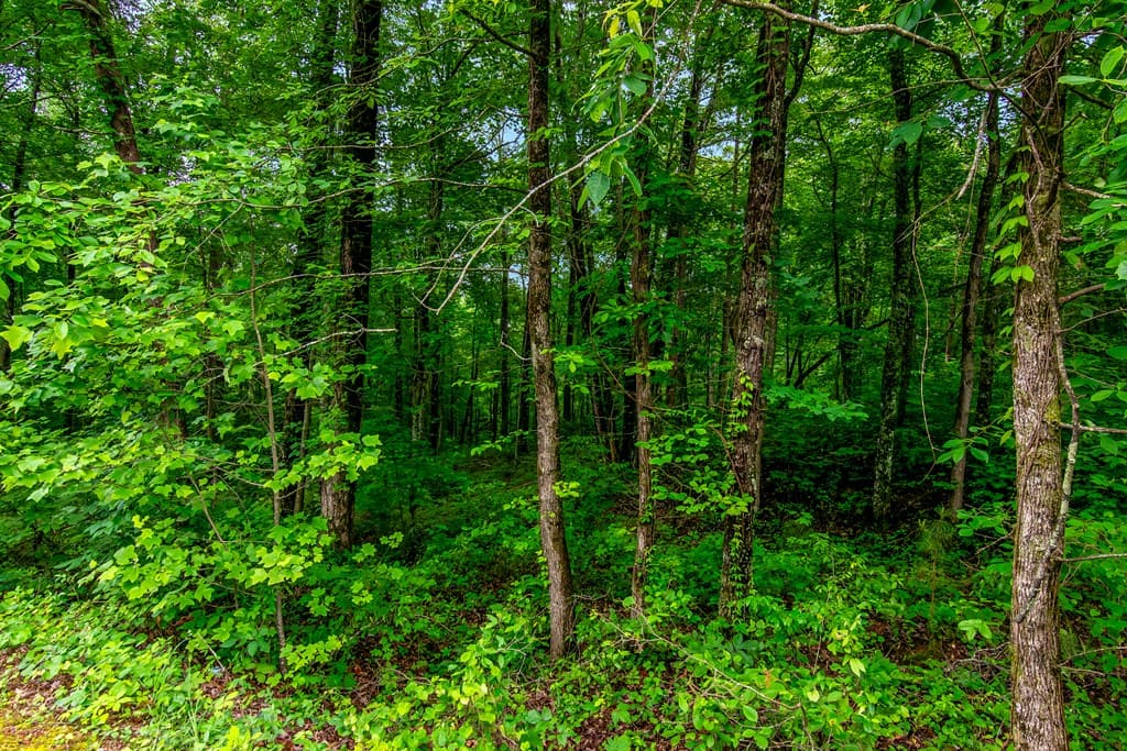 Lot 44 Harris Creek Drive, Ellijay GA 30540 - Photo