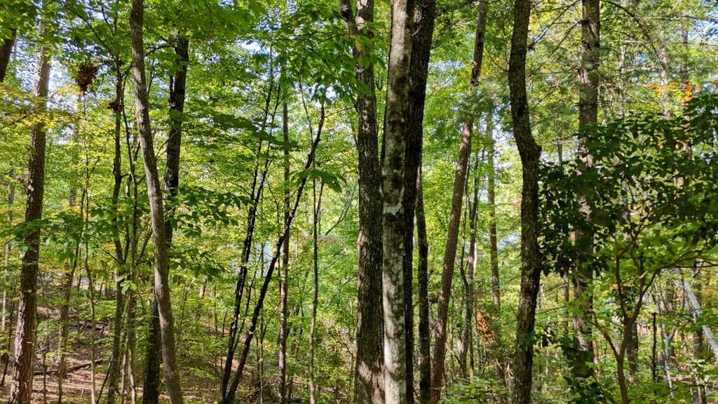 .76 Acre Charlotte Circle, Blue Ridge GA 30560 - Photo