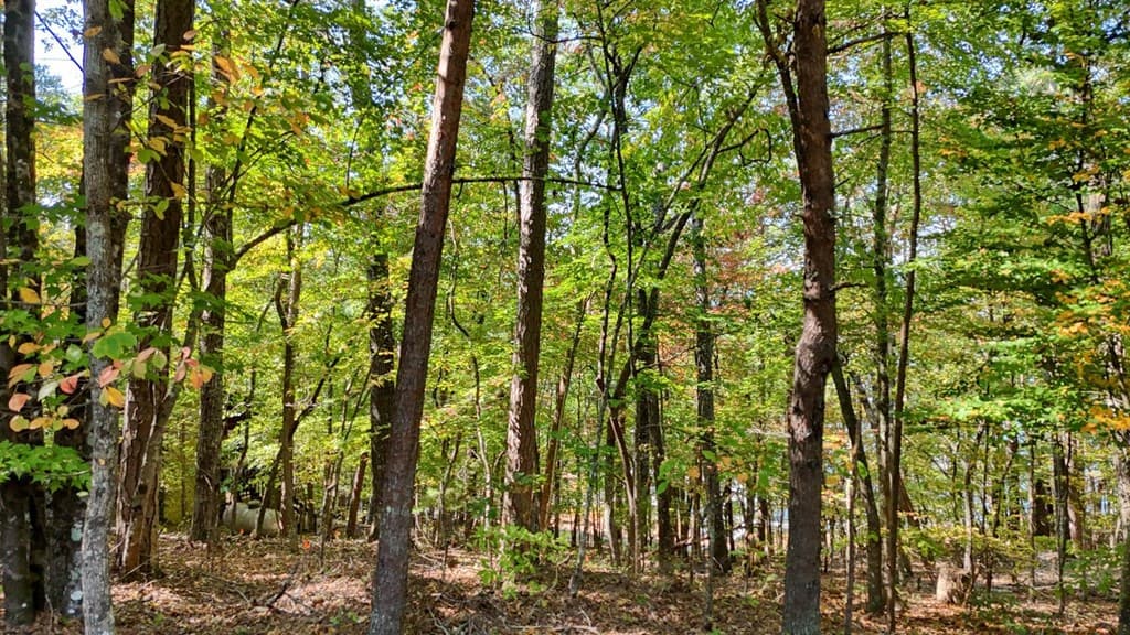 .76 Acre Charlotte Circle, Blue Ridge GA 30560 - Photo