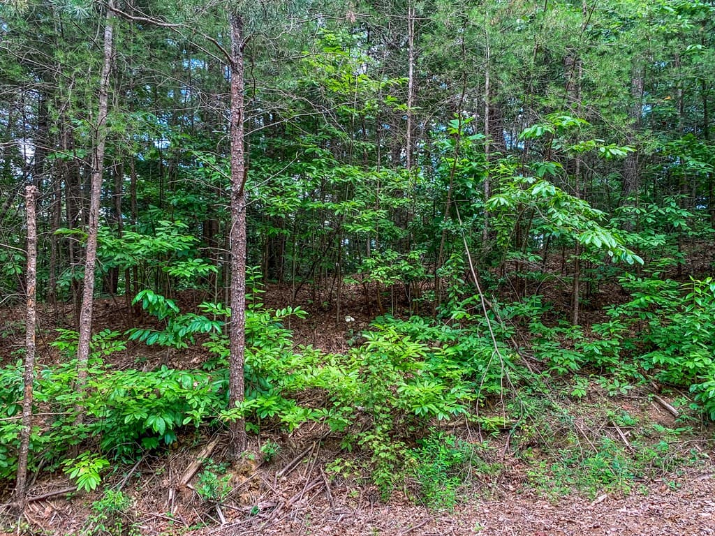 Lot 17 Misty Mountain Trail, Ellijay GA 30536 - Photo