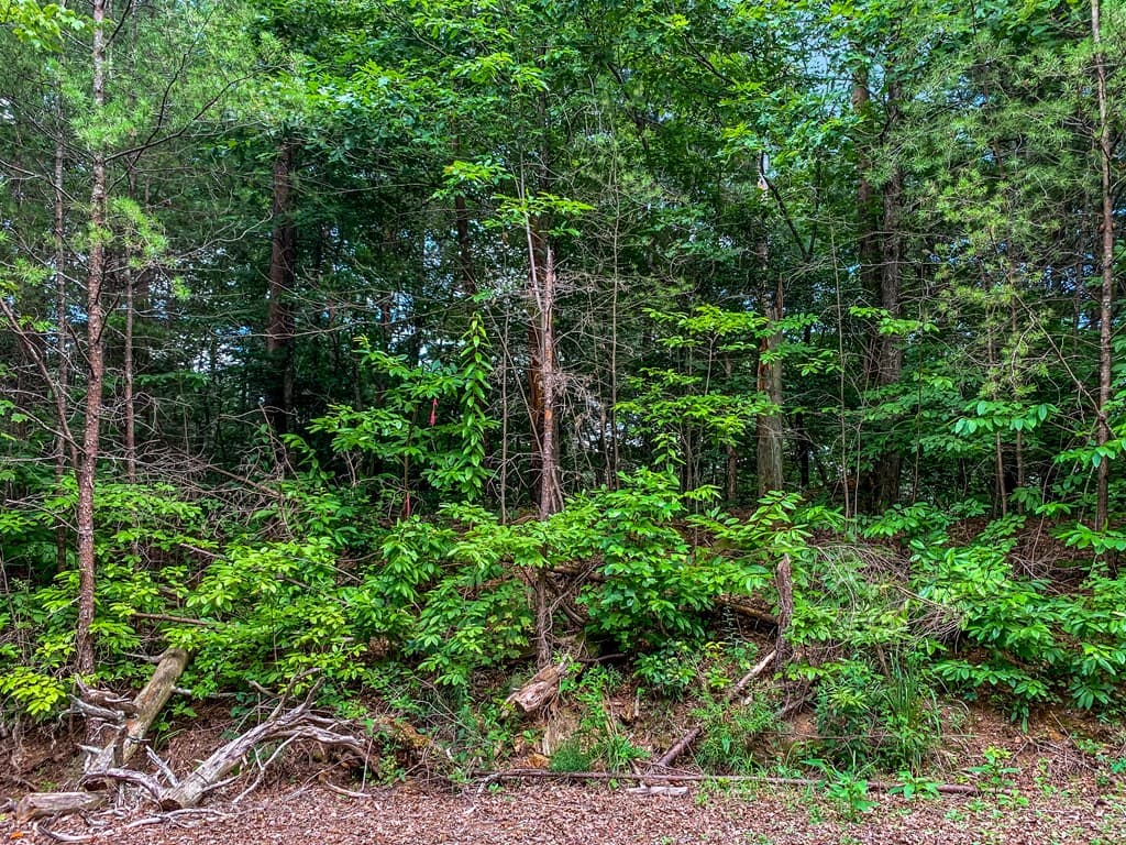 Lot 17 Misty Mountain Trail, Ellijay GA 30536 - Photo