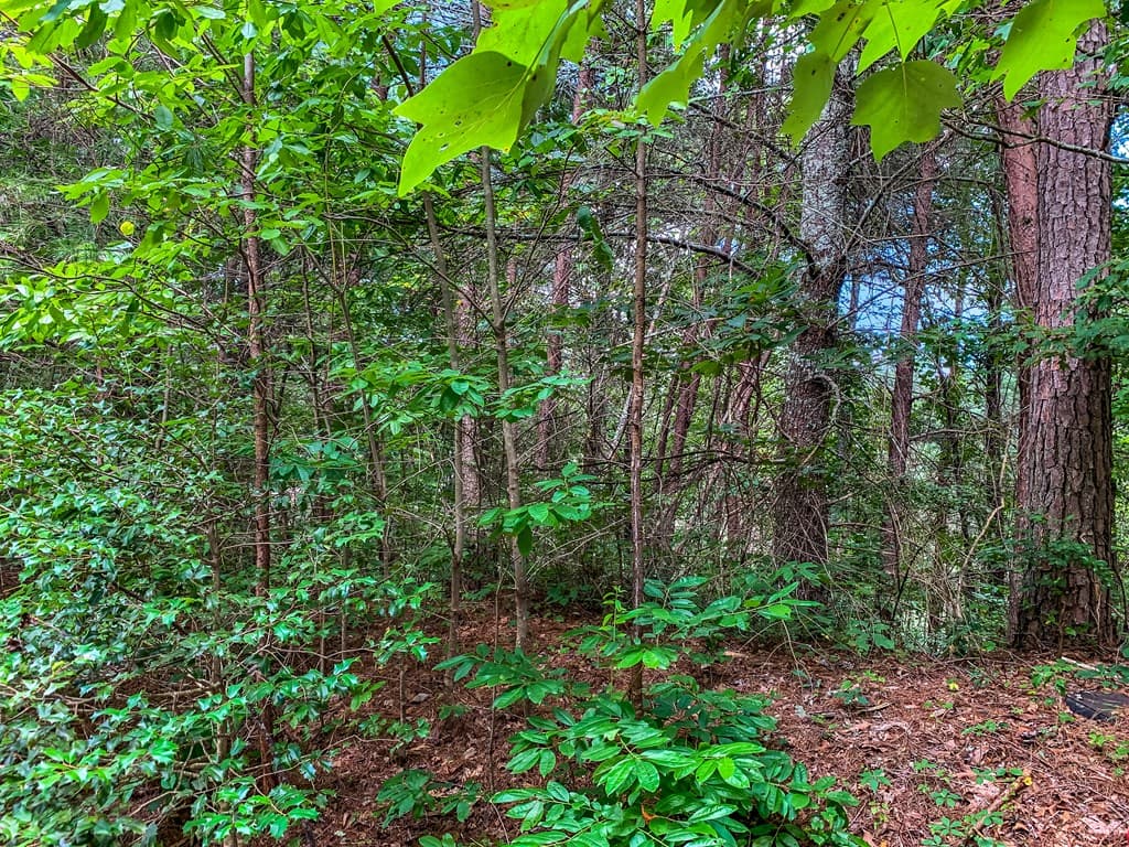 Lot 17 Misty Mountain Trail, Ellijay GA 30536 - Photo