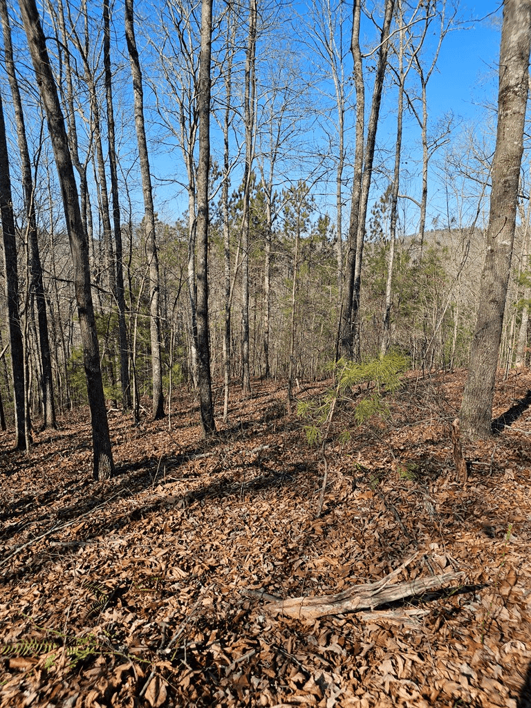 1.16 Marie Drive, Talking Rock GA 30175 - Photo
