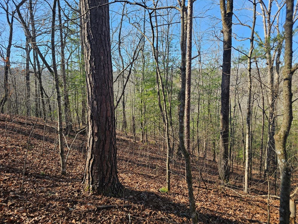 1.16 Marie Drive, Talking Rock GA 30175 - Photo