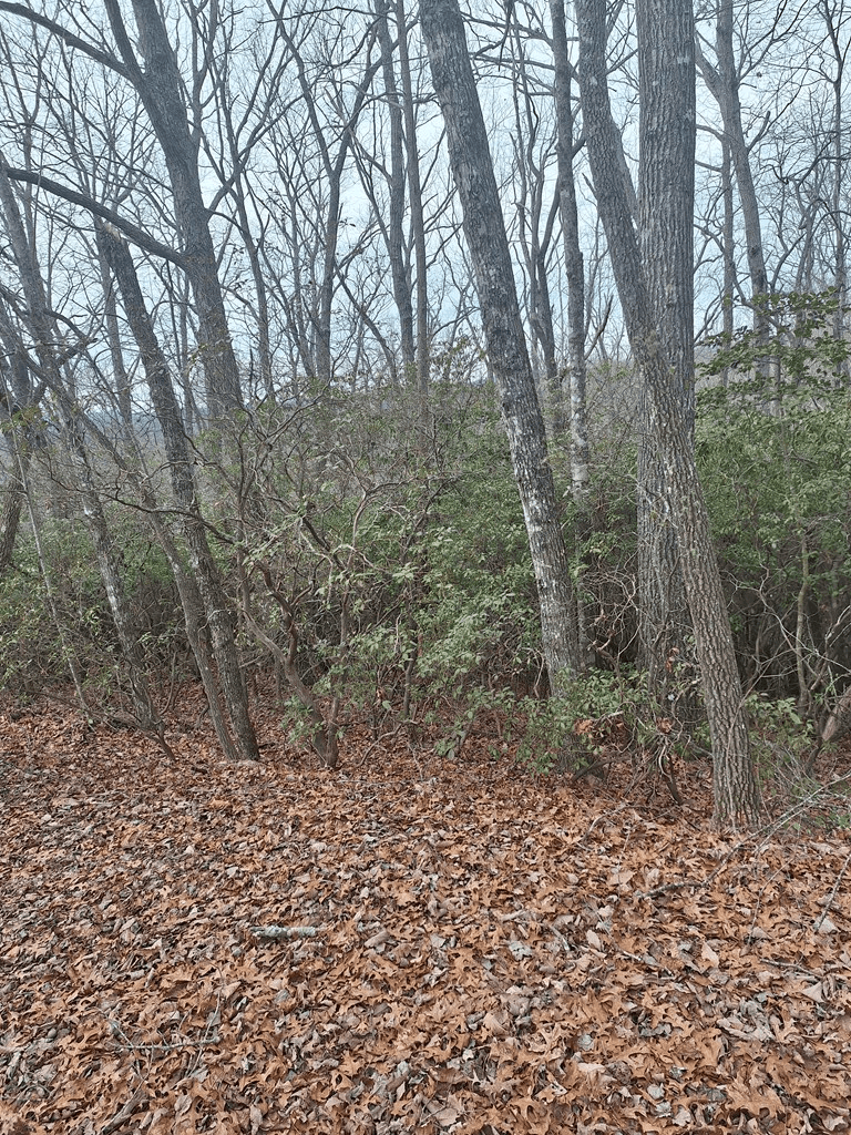 Lot 9 Cook Mountain Estate, Blairsville GA 30512 - Photo