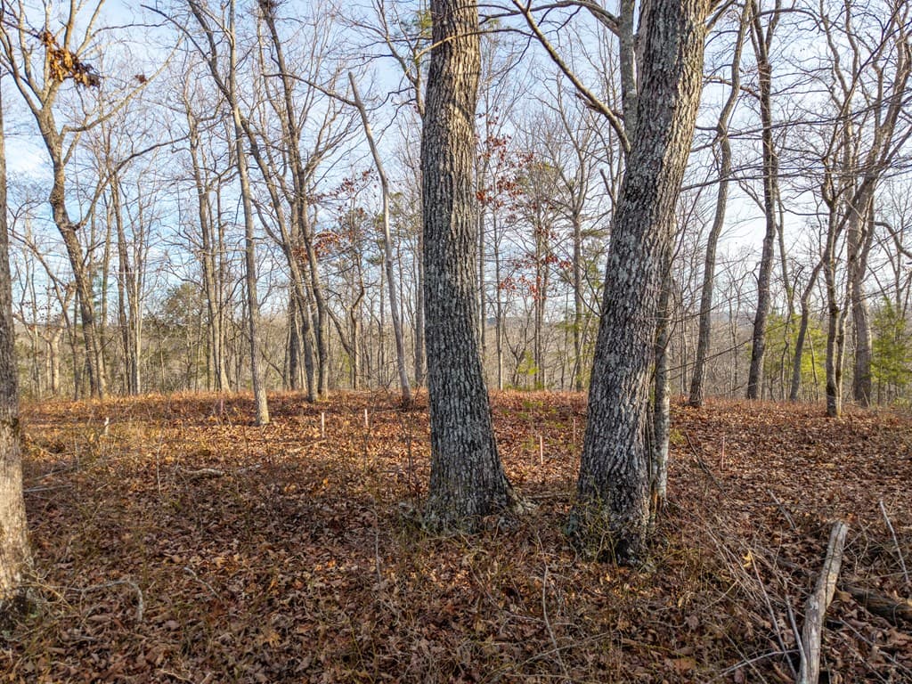 L156&157 Harris Creek Drive, Ellijay GA 30540 - Photo