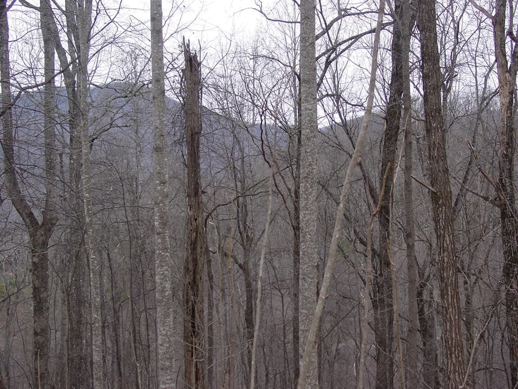 #16 Roaring Ridge, Hiawassee GA 30546 - Photo