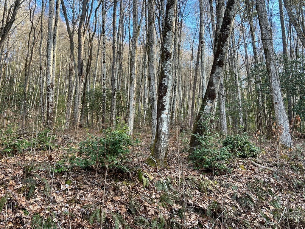 Lot 45 Tusquittee Crossing, Hayesville NC 28904 - Photo