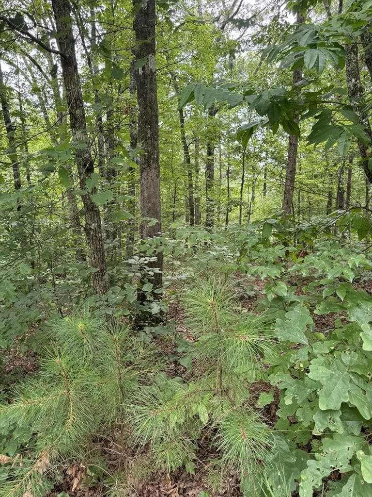 LOT 5 Harris Creek Drive, Ellijay GA 30540 - Photo