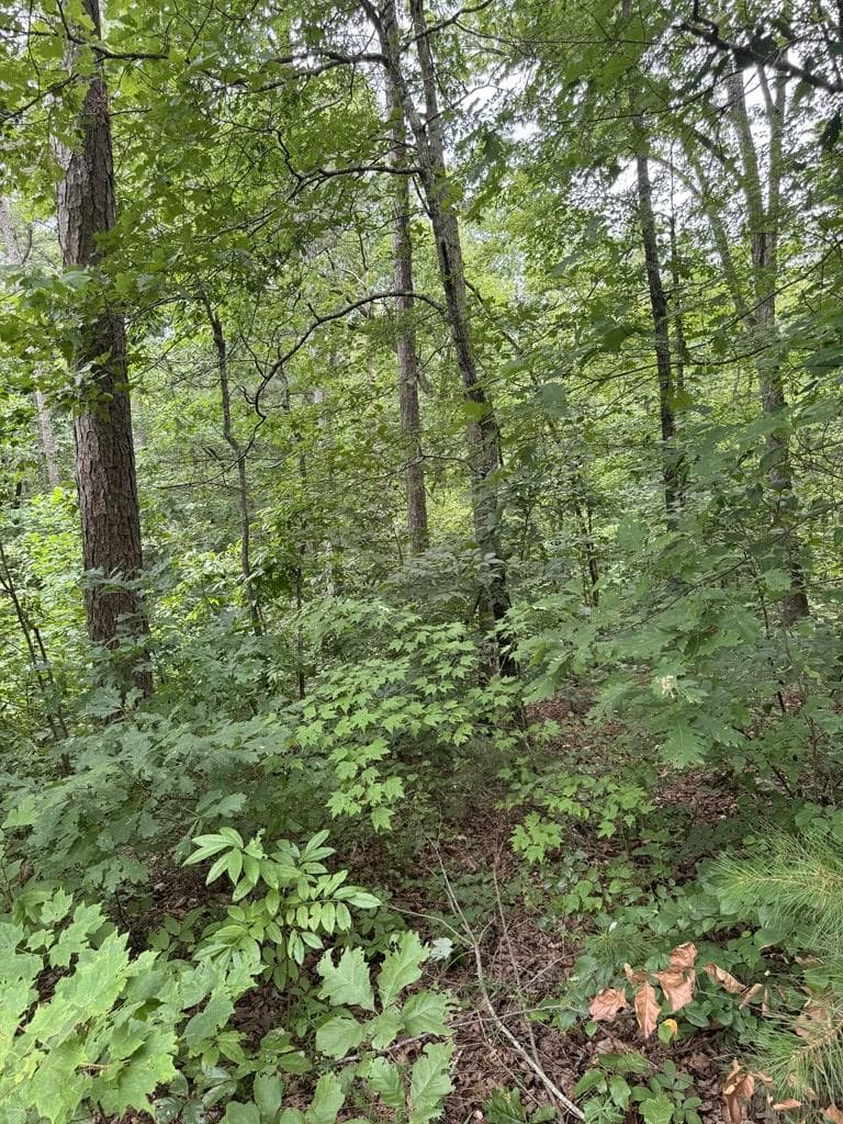LOT 5 Harris Creek Drive, Ellijay GA 30540 - Photo