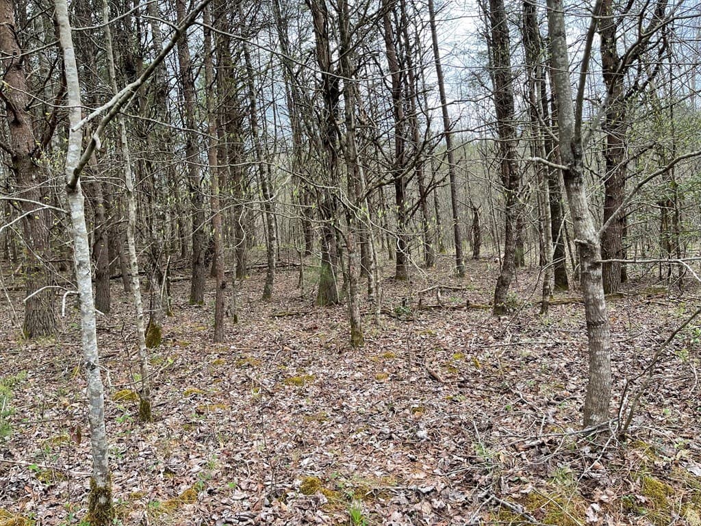 00 Laurel Branch Road, Hayesville NC 28906 - Photo