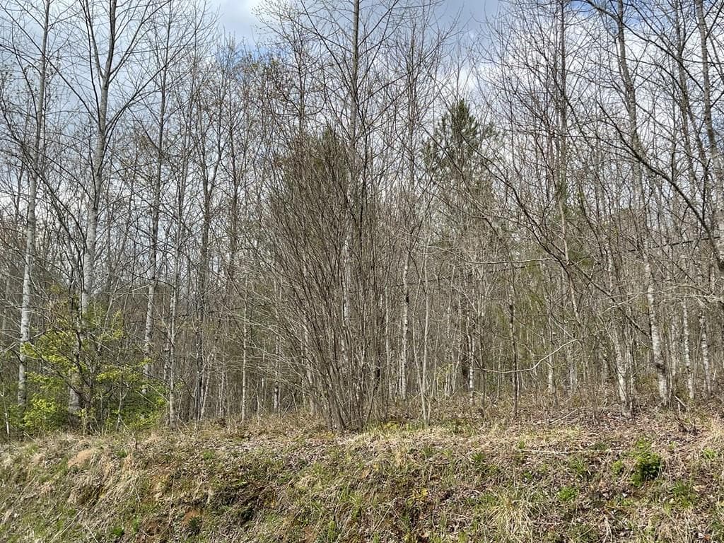 00 Laurel Branch Road, Hayesville NC 28906 - Primary photo