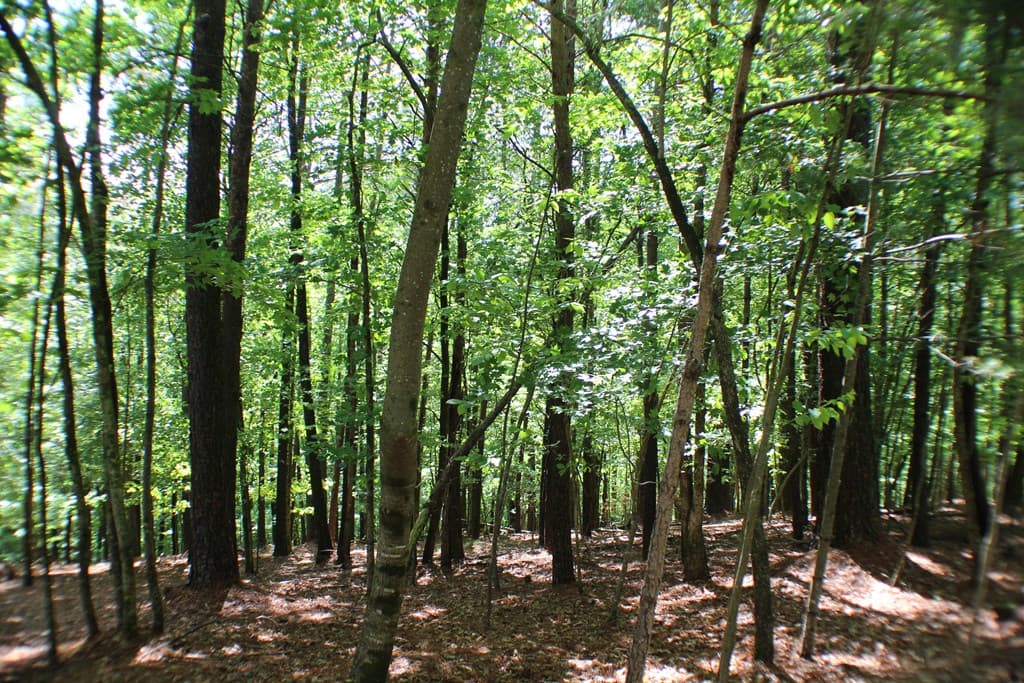 Lot 36R Lake View Lane, Ellijay GA 30536 - Photo
