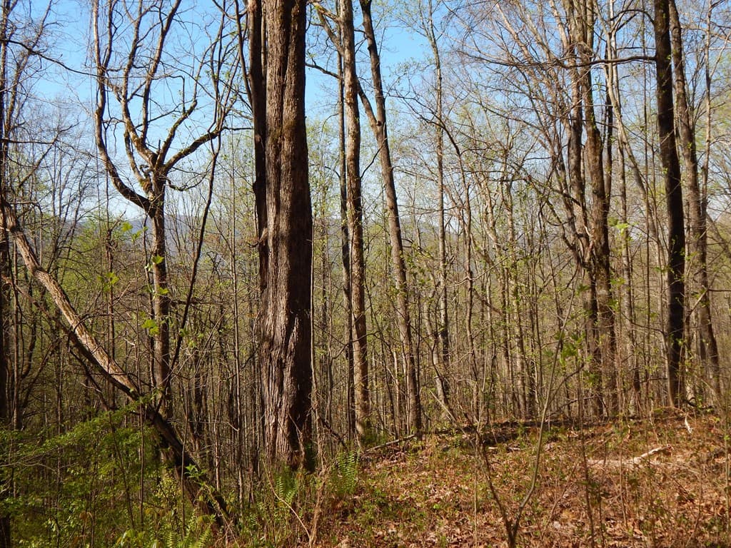 12-2,15& Burnt Leaf Lane, Hayesville NC 28904 - Photo