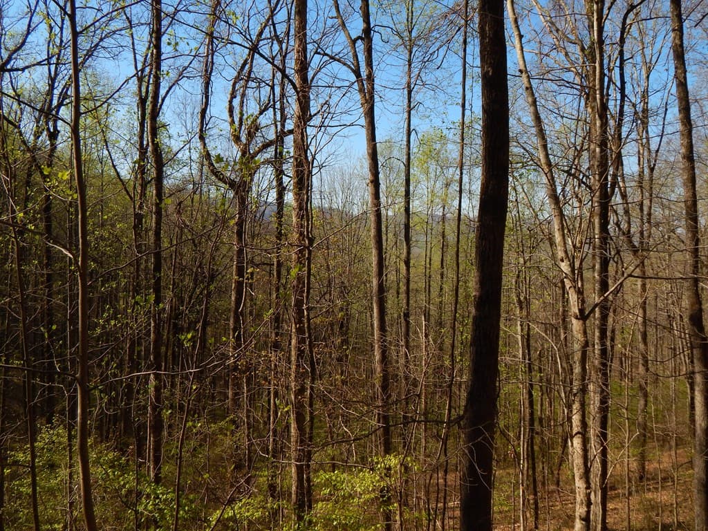 12-2,15& Burnt Leaf Lane, Hayesville NC 28904 - Photo