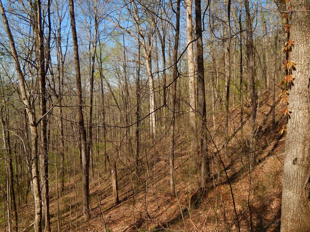 12-2,15& Burnt Leaf Lane, Hayesville NC 28904 - Photo