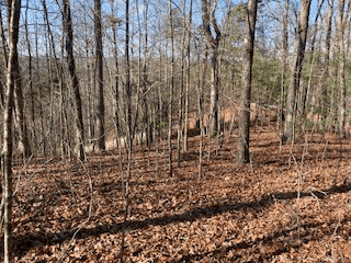 LT 1145 Monet Drive, Ellijay GA 30540 - Photo