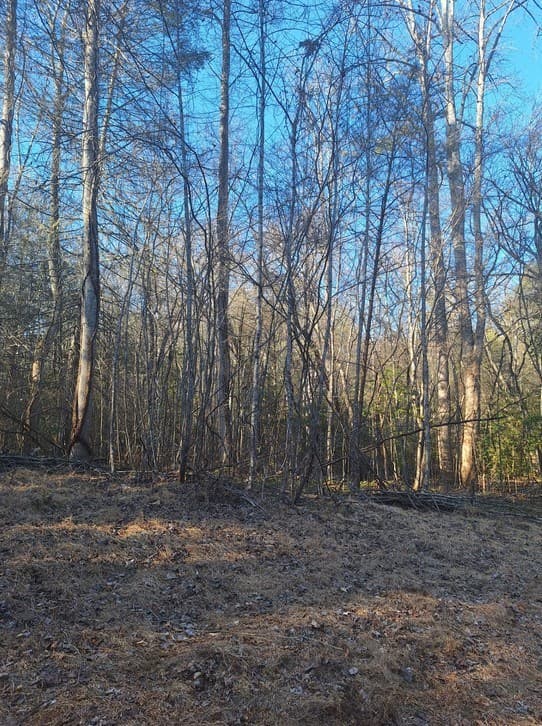 lots Bent Wood Lane, Blue Ridge GA 30513 - Photo