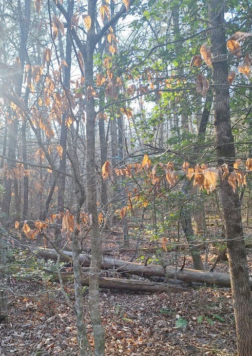 lots Mill Creek Acres, Blue Ridge GA 30513 - Photo