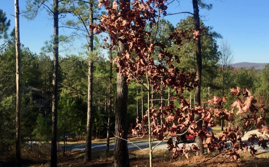 lot 38 Loftis Mountain, Blairsville GA 30512 - Photo