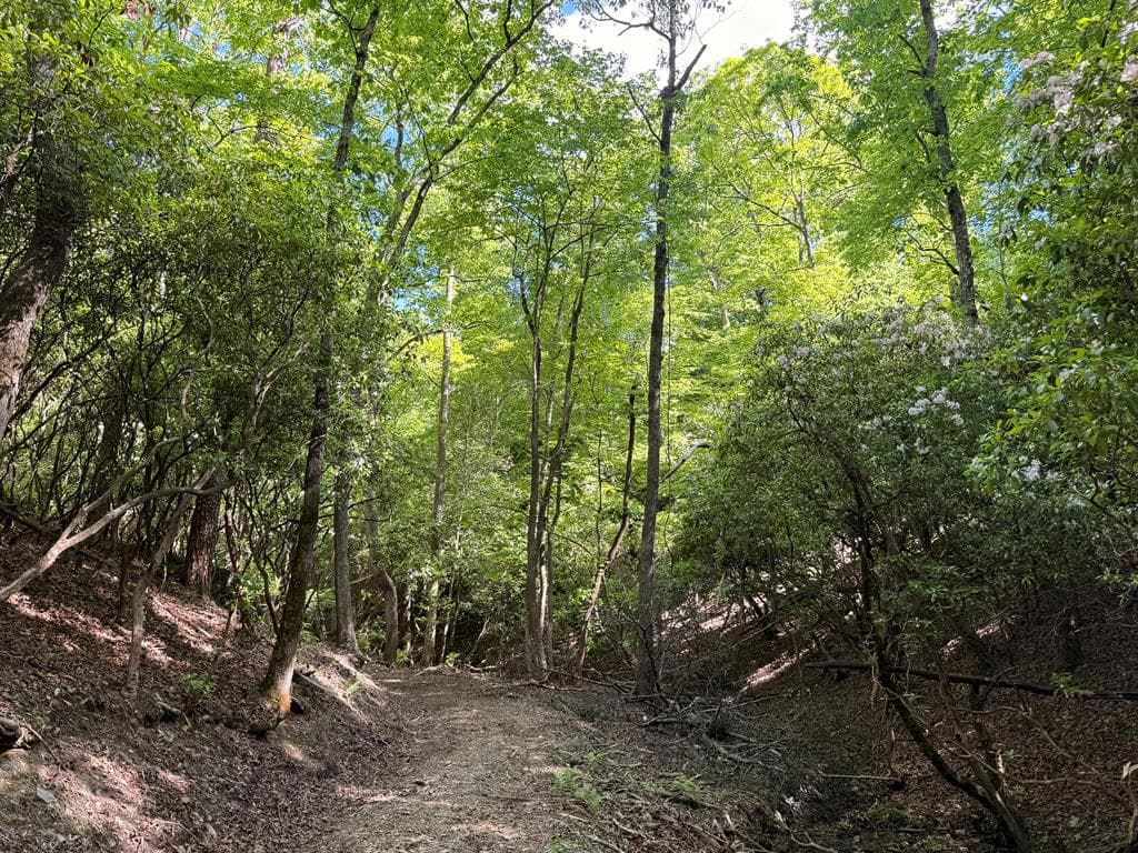 295 Mountain Laurel Ridge, Mineral Bluff GA 30559 - Photo