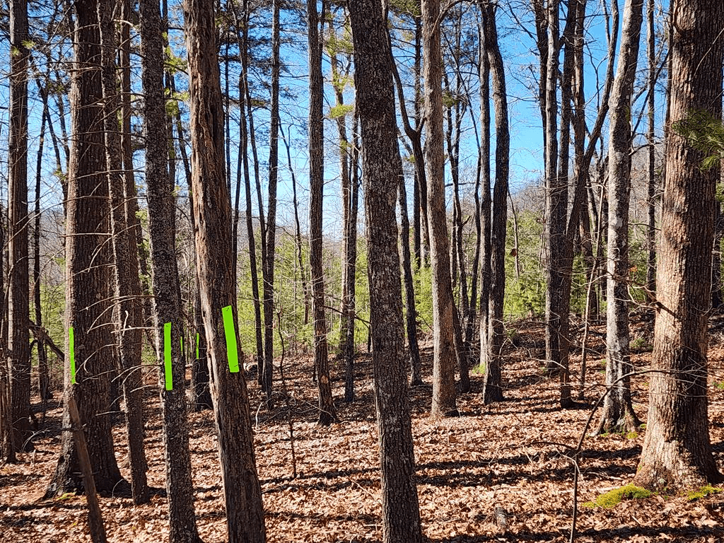 L17 Gray Grouse Trail, Murphy NC 28906 - Primary photo