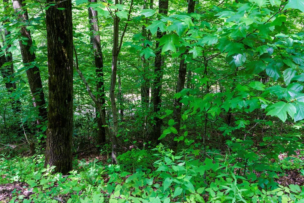 Lot J1 Georgianna Lane, Bryson City NC 28713 - Photo