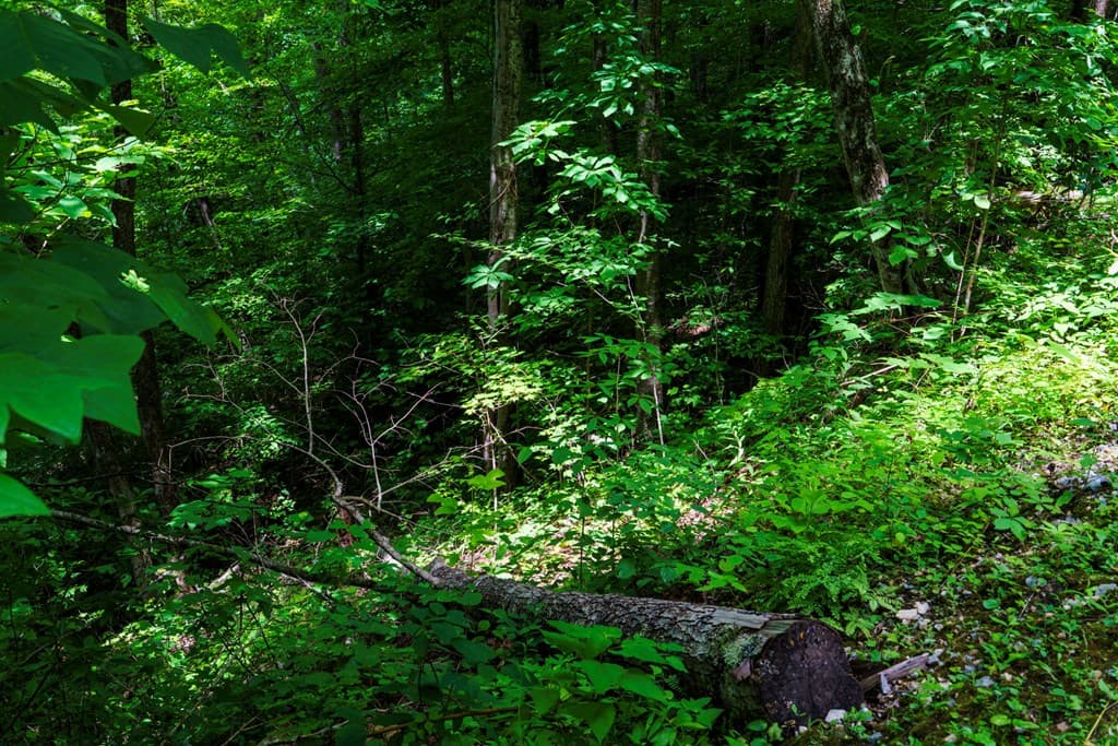 Lot J1 Georgianna Lane, Bryson City NC 28713 - Photo