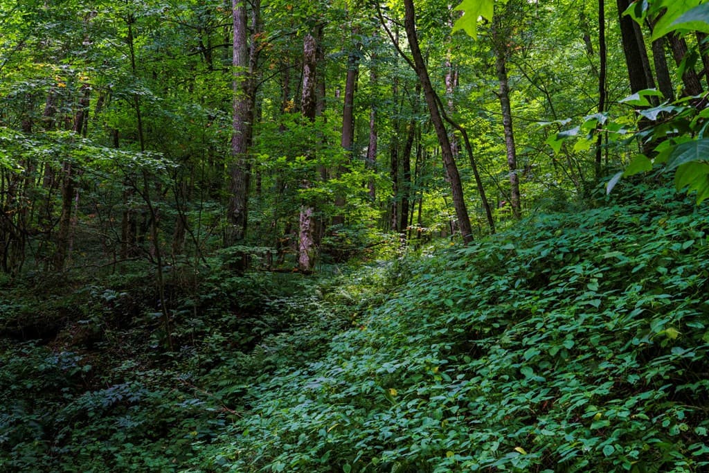 Lot Off Buck Naked, Bryson City NC 28713 - Photo