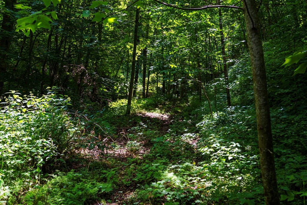 Lot Off Buck Naked, Bryson City NC 28713 - Photo