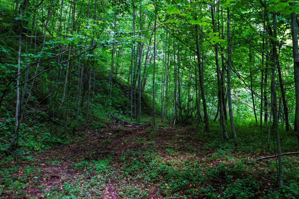 Lot Off Buck Naked, Bryson City NC 28713 - Photo