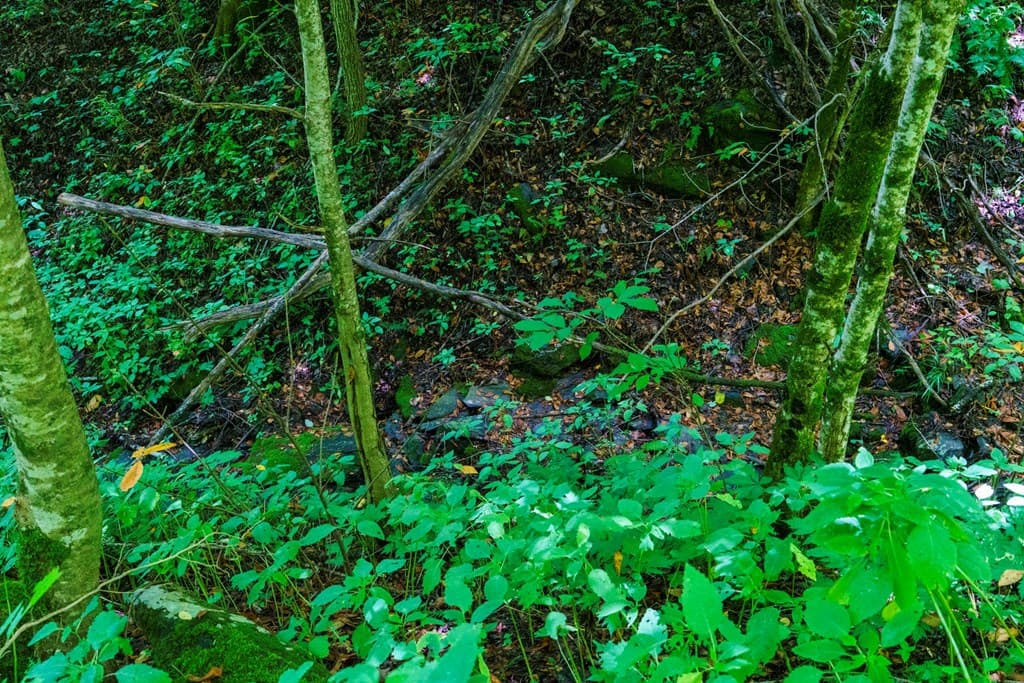 Lot Off Buck Naked, Bryson City NC 28713 - Photo