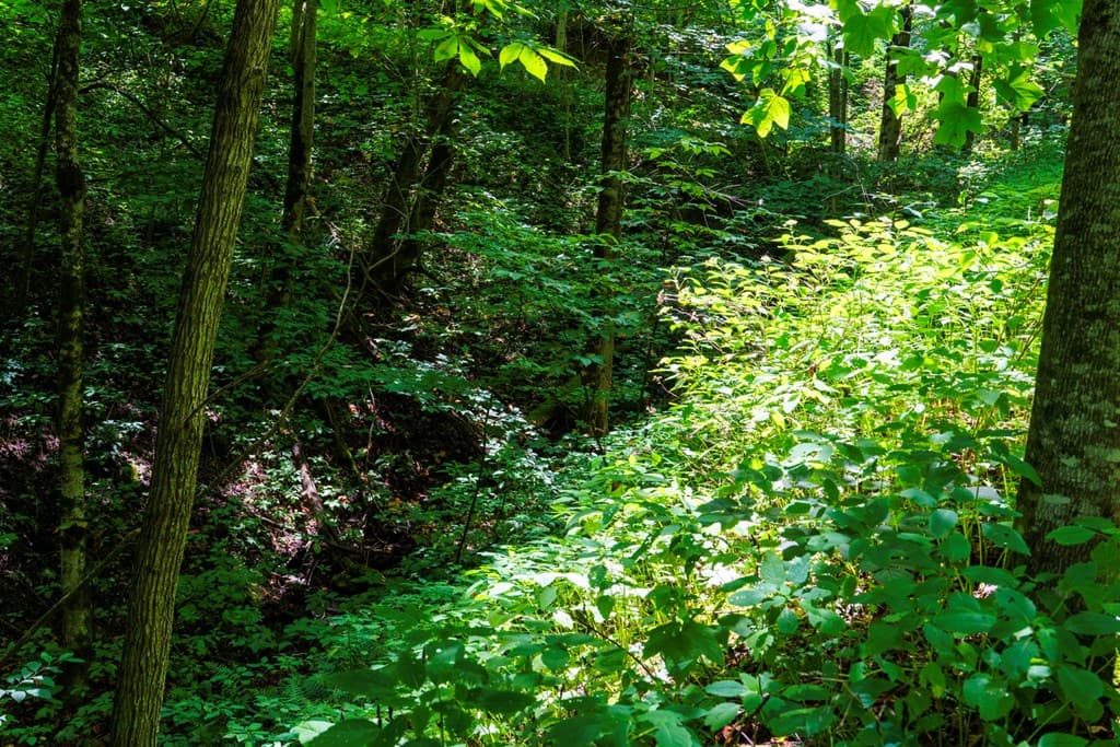 Lot Off Buck Naked, Bryson City NC 28713 - Photo