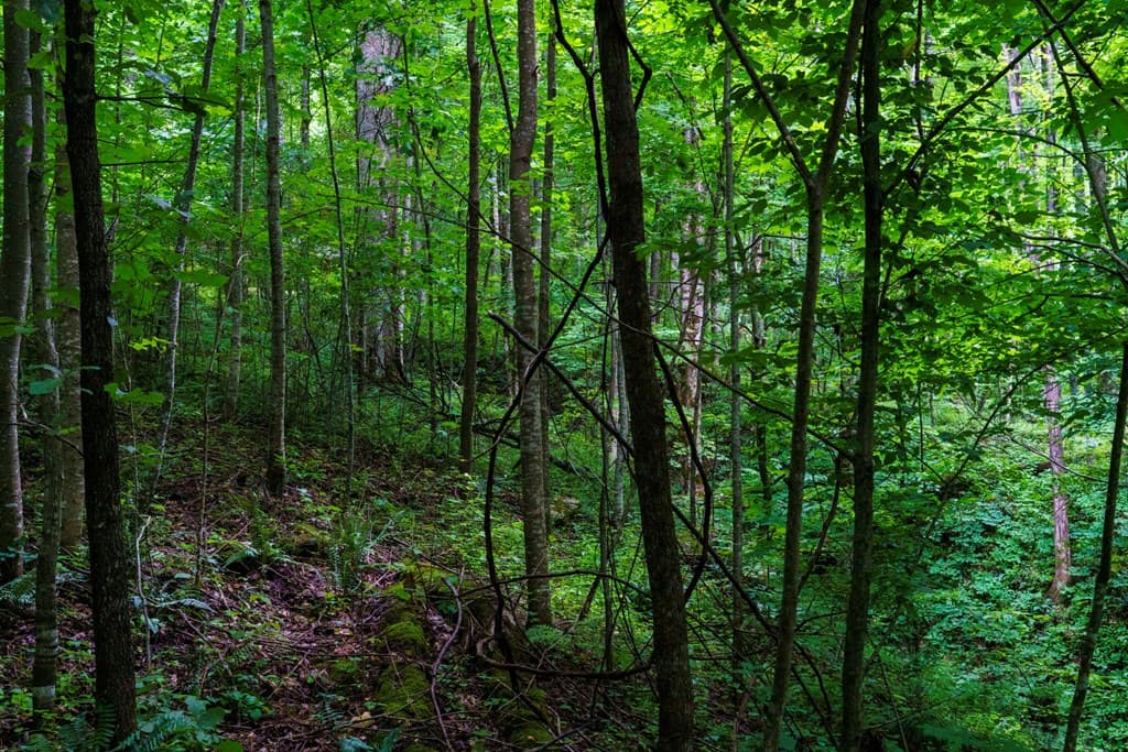 Lot M2 Georgianna Lane, Bryson City NC 28713 - Photo
