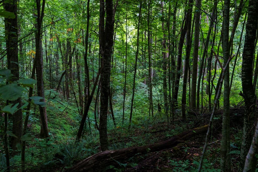 Lot M2 Georgianna Lane, Bryson City NC 28713 - Photo