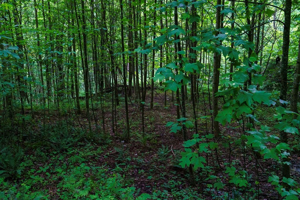 Lot M2 Georgianna Lane, Bryson City NC 28713 - Photo