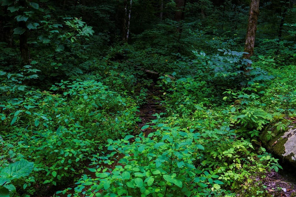 Lot M2 Georgianna Lane, Bryson City NC 28713 - Photo