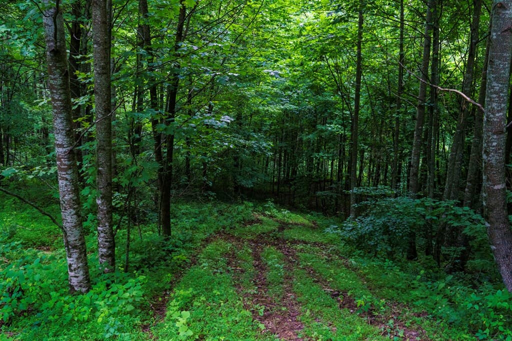 Lot M2 Georgianna Lane, Bryson City NC 28713 - Photo