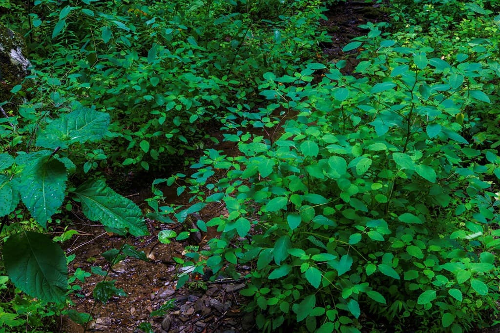 Lot M2 Georgianna Lane, Bryson City NC 28713 - Photo