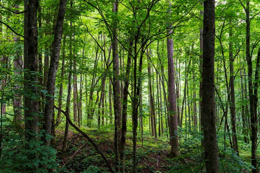 Lot M2 Georgianna Lane, Bryson City NC 28713 - Photo